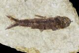 Small Fossil Fish (Knightia)- Wyoming #106948-1